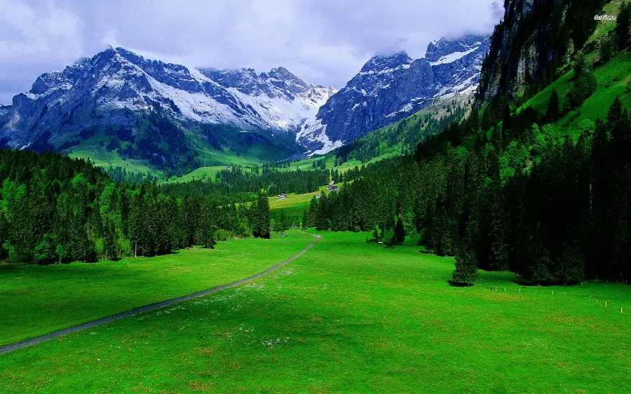 Download FULL HD Photo of Lush Swiss Forests