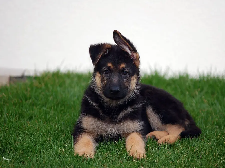 Photo of an 8-month-old German Shepherd puppy