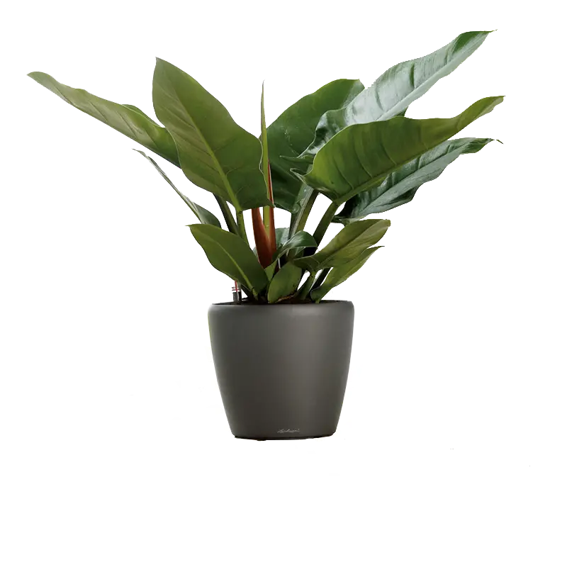 High Quality Houseplant Broadleaf Plant Photos PNG