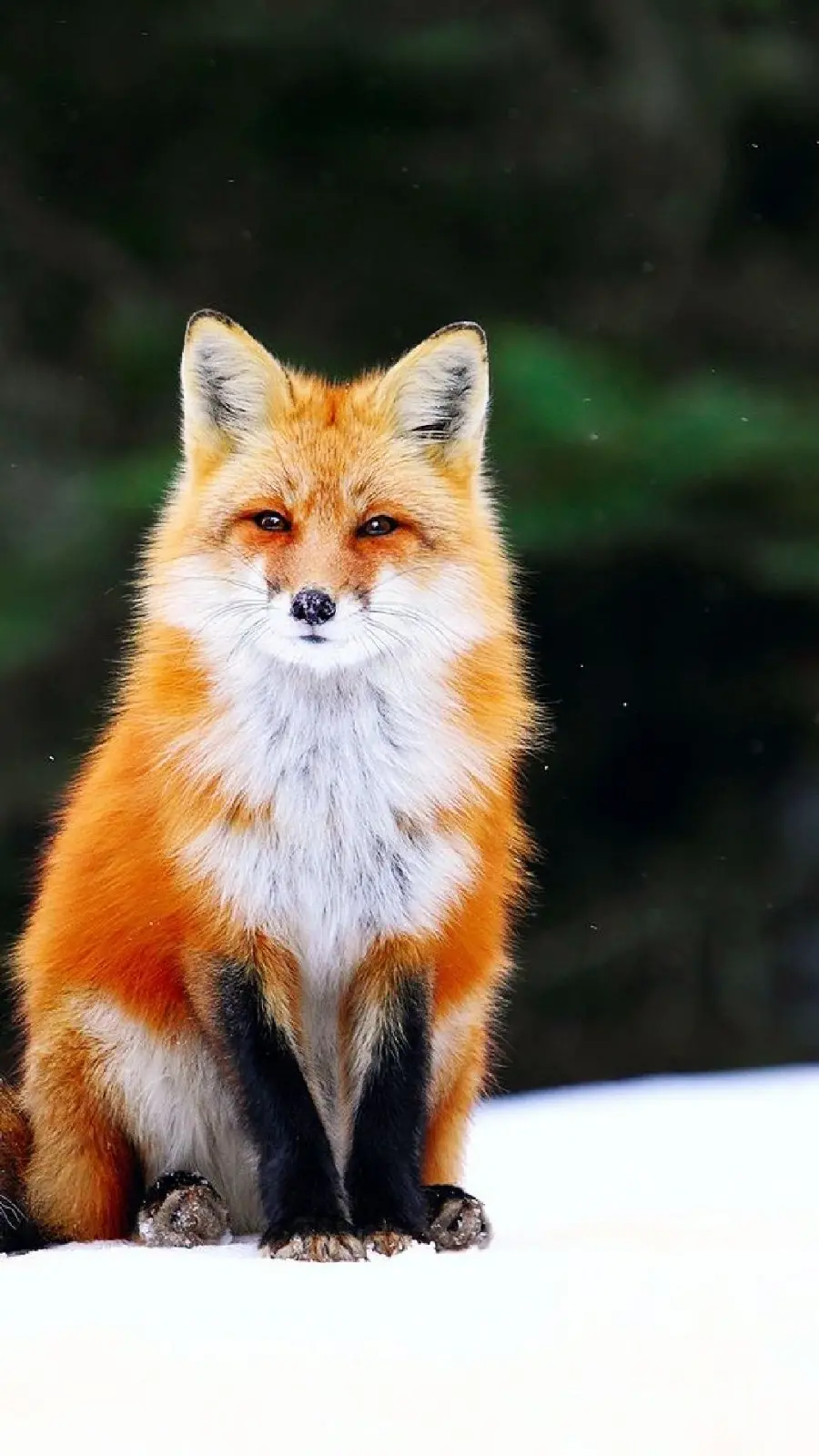 Fox Wallpaper with Special Pose