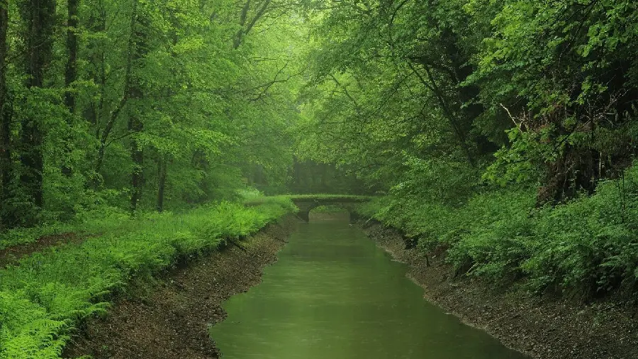 Photo of the River and Forests of the Czech Republic