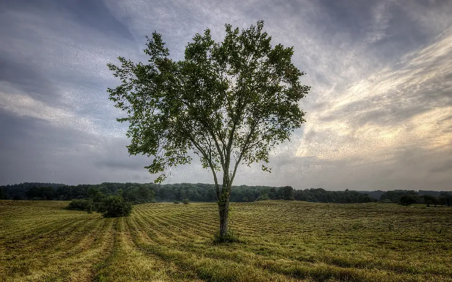 Beautiful Tree Background for PowerPoint
