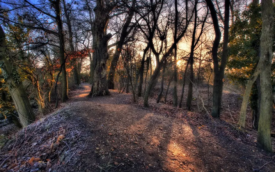 A scary forest photo with a charming sunset suitable for wallpaper 