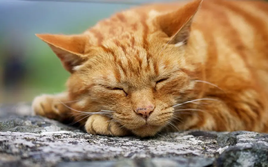 Lovely sleepy orange cat in an art frame 