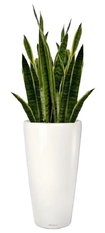 Photo of houseplants Sansevieria sword in png format