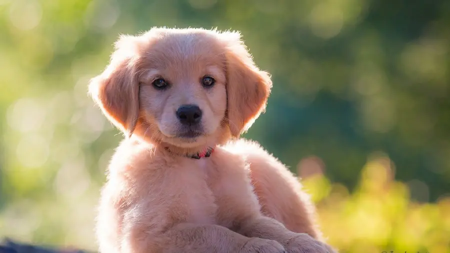 Girly Puppy Profile Background 2025