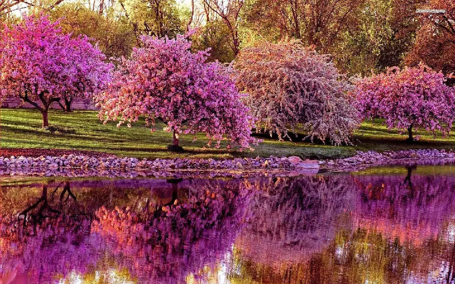 A photo of a lovely spring morning with purple and pink trees