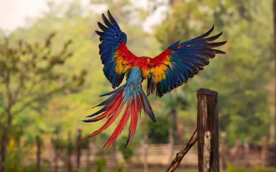 A completely clear view of the beautiful wings of the Scarlet Macaw while jumping