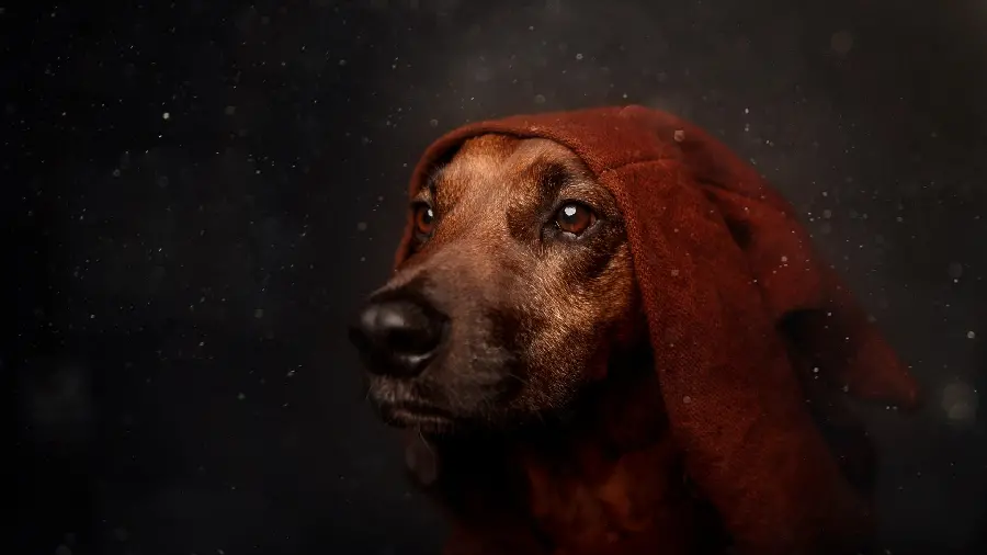 Dog Stock Image and Download Cute Pet Dog Stock Photo