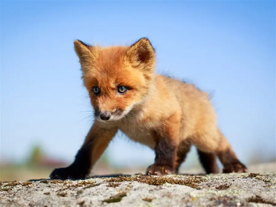 Stock Photo of Little Baby Fox with Colored Eyes
