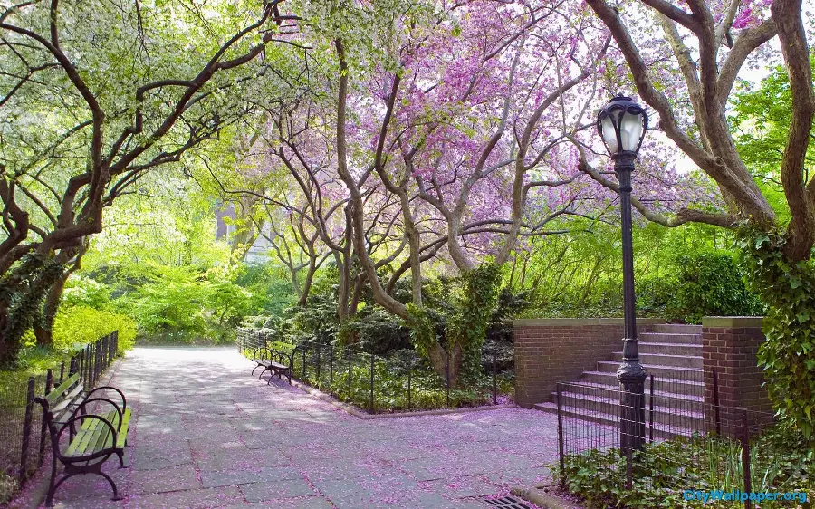 Photo of Purple Blooming Tree in Beautiful Park for Instagram