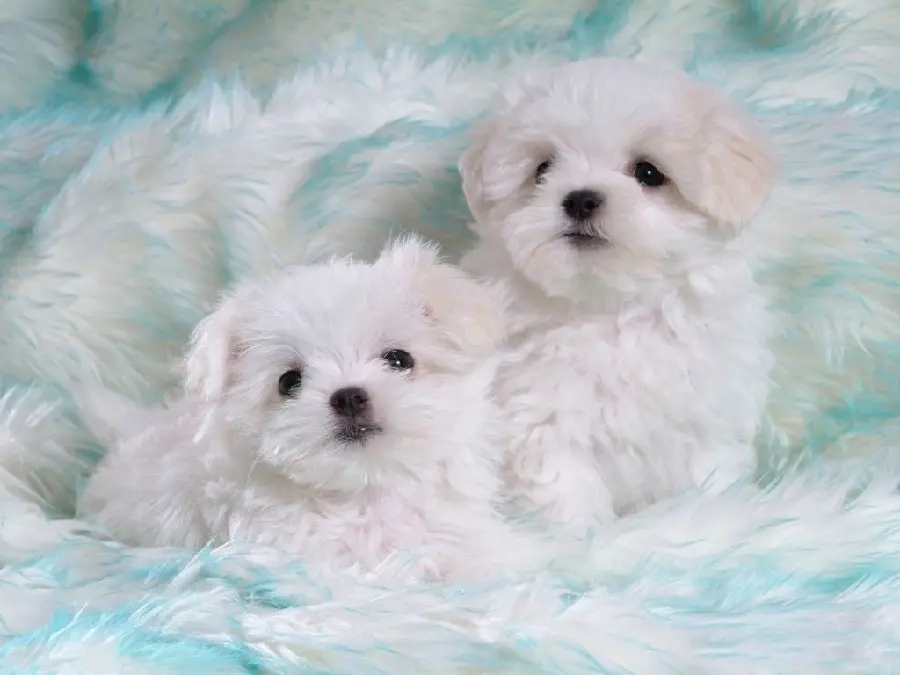 4K Image of Two Cute White Dogs for Instagram