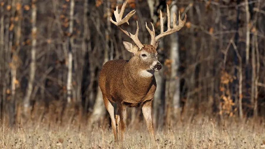 Very beautiful and amazing photo of an antlered deer in a beautiful autumn forest