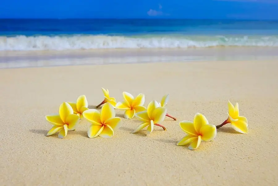 Artistic image of plumeria on the beach for Rubika's profile