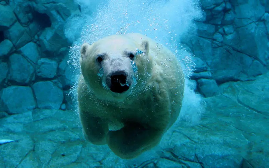 The most viewed computer wallpaper of a polar bear swimming underwater