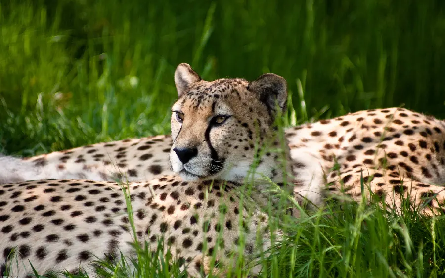 Wild leopard photo for profile