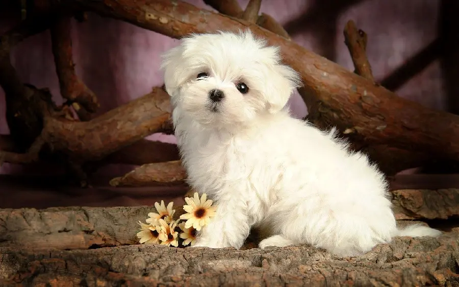 A lovely studio picture of a small white dog
