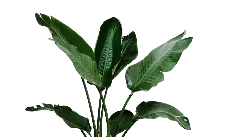 Photo of houseplants with large leaves without background