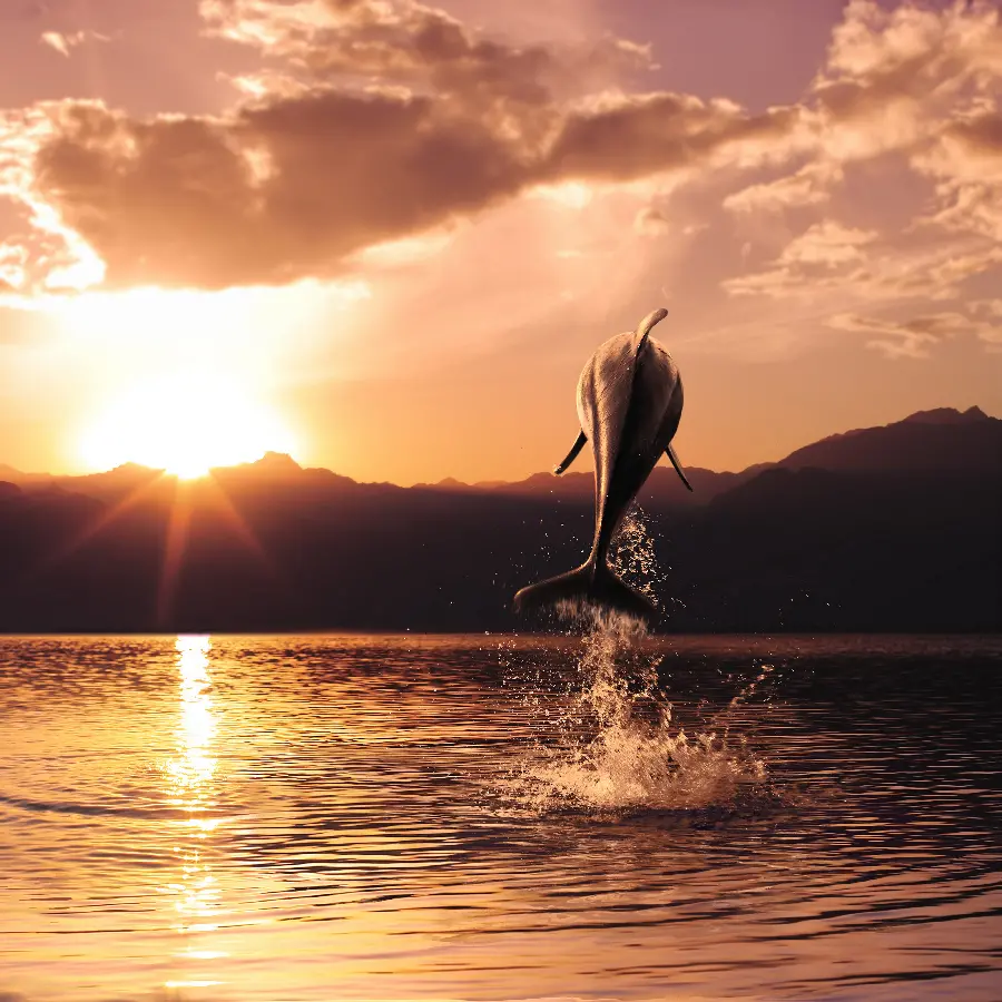 High quality dolphin stock image and high quality stock photo of dolphins diving