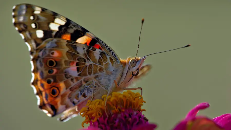 Stylish butterfly photo for profile