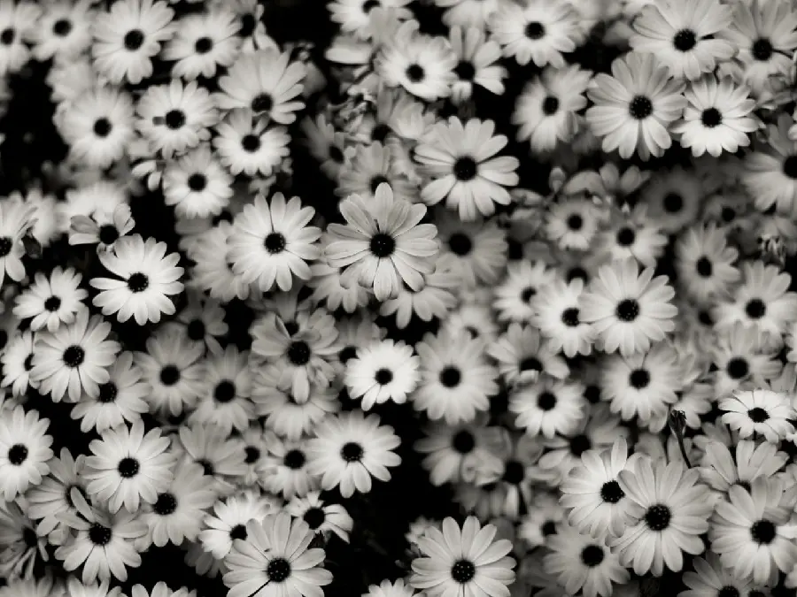 Flower photo with black and white background