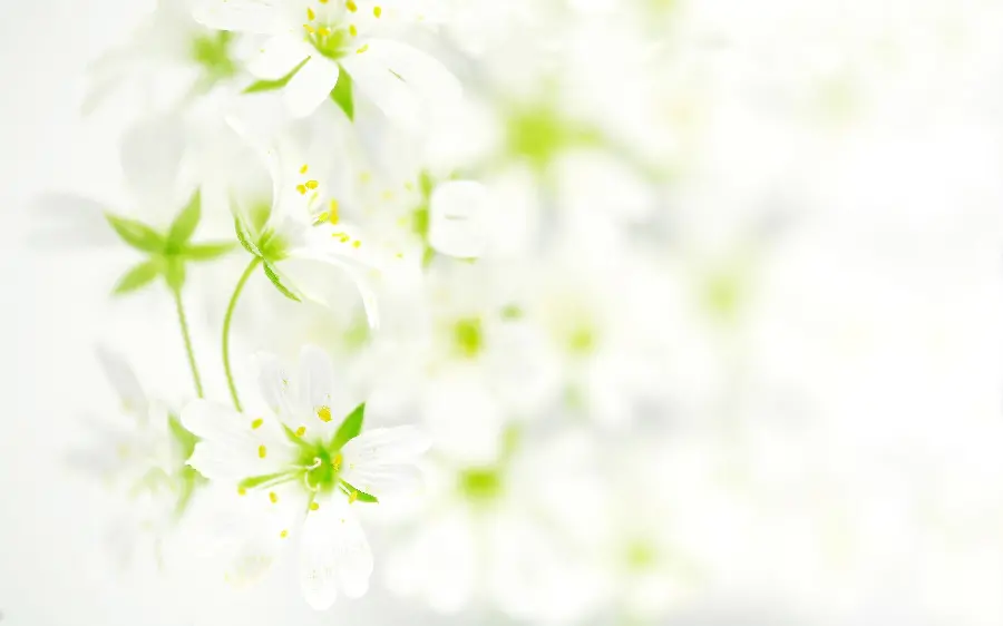 Download beautiful white flower photos for mobile backgrounds