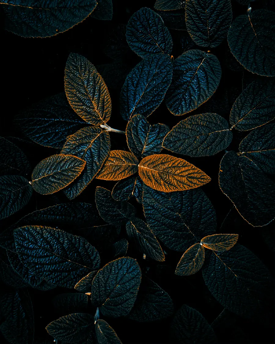 Download special and cool background images for mobile phones with HD quality