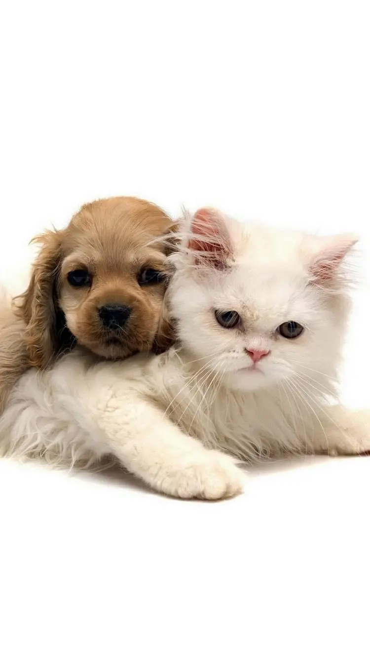 Interesting picture of a brown dog and a white cat together 