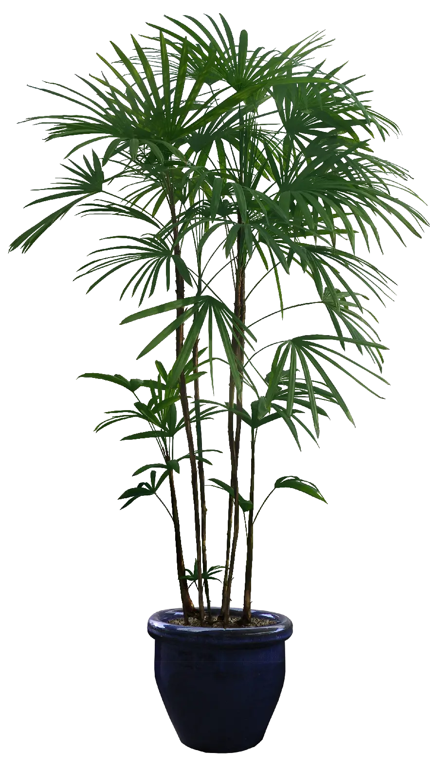 Houseplant Fan Palm or Erica Palm Without Background