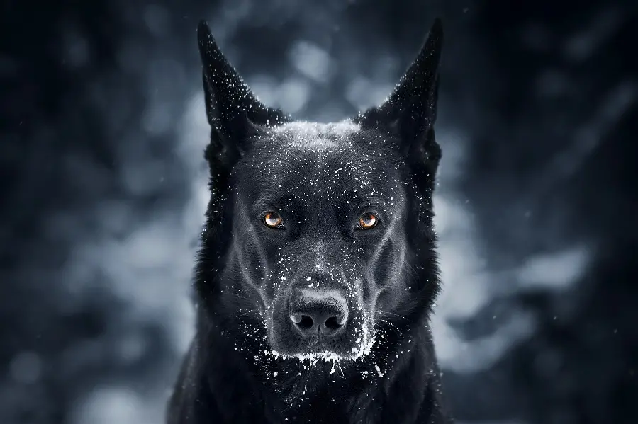 The largest scary black dog picture for Telegram profile