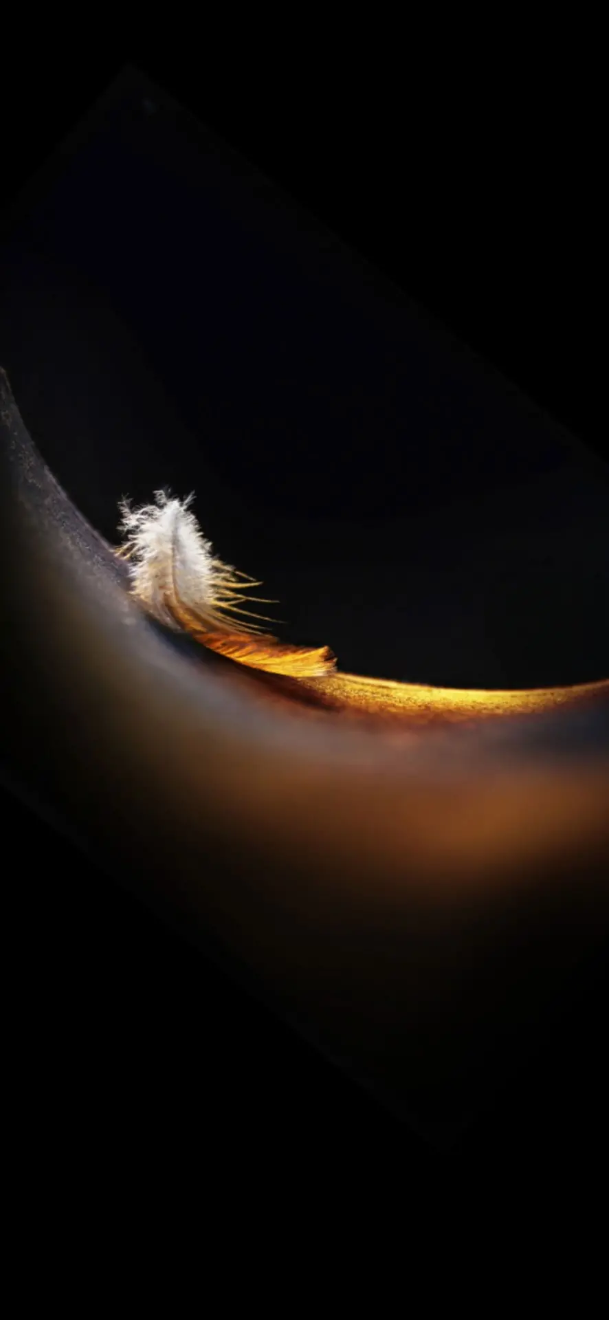Beautiful background photos for phones with bird feather designs