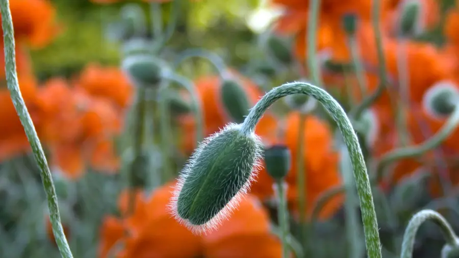 Awesome Orange Flower Field Desktop Image in Ultra HD Quality
