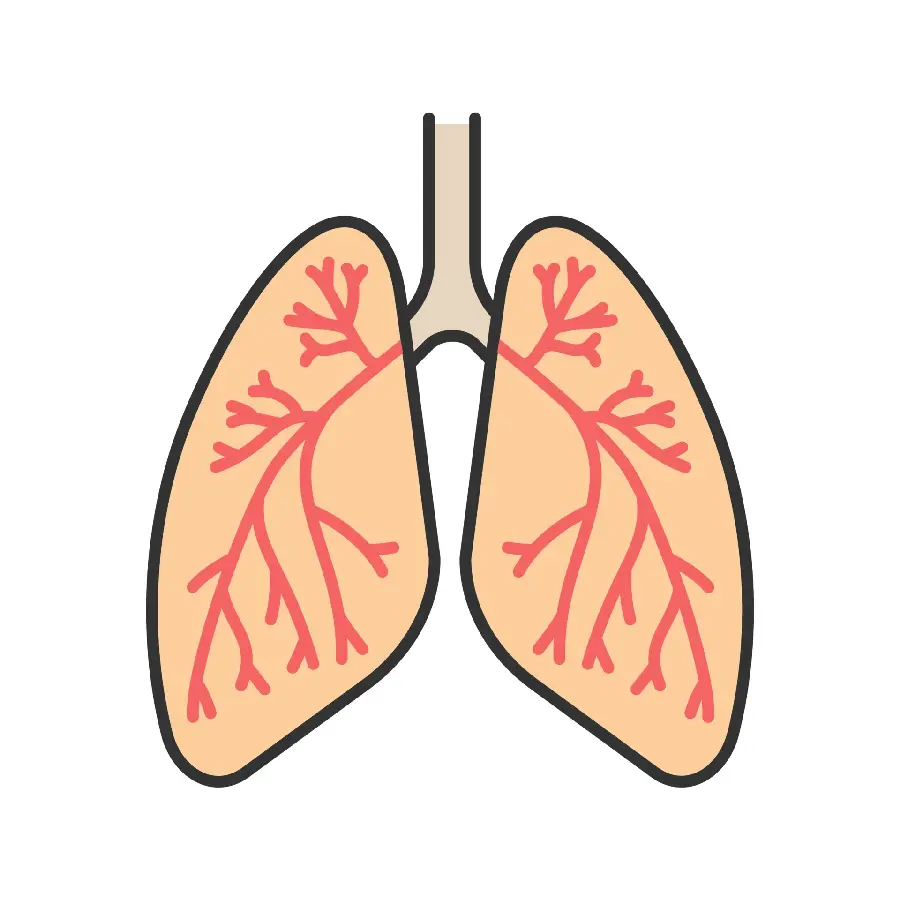 High Quality Human Lung Background