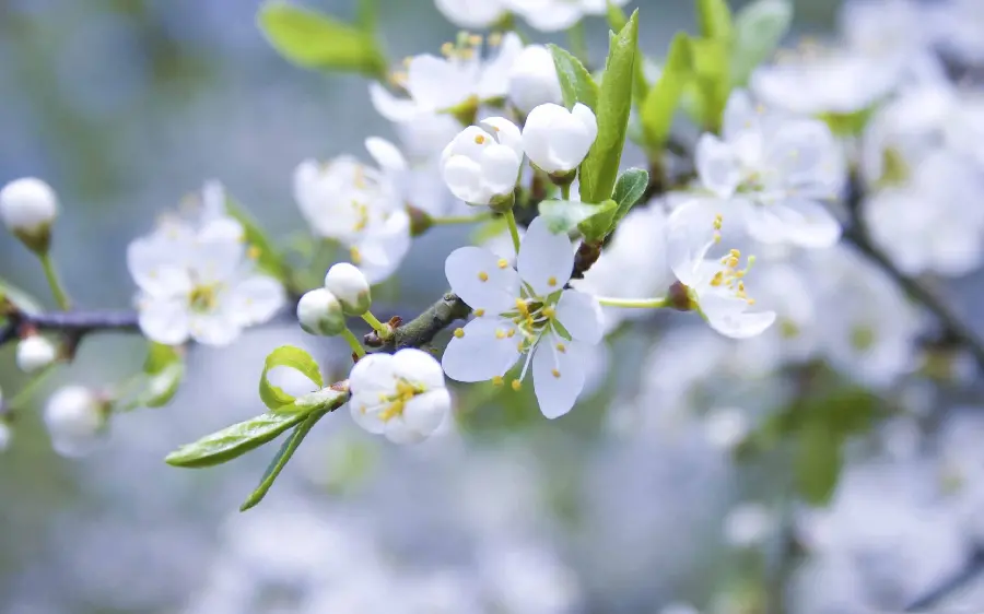 Wallpaper White Spring Blossoms in 4K Quality