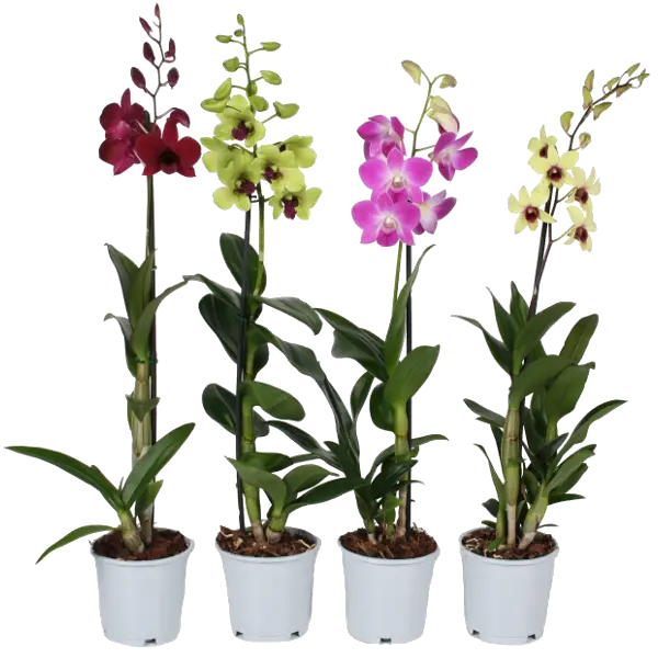 Image of various types of houseplant orchids with different colors next to each other png
