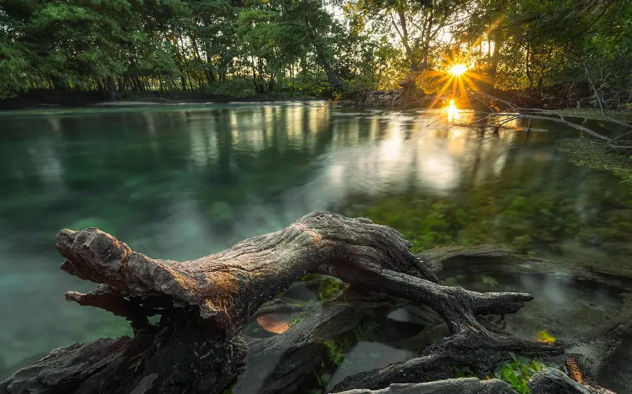 Interesting photo of a special tree trunk in the shape of a crocodile in a beautiful river