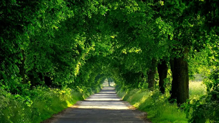 Magnificent Wallpaper for Laptop and Computer of Beautiful Green Tunnel of Plants