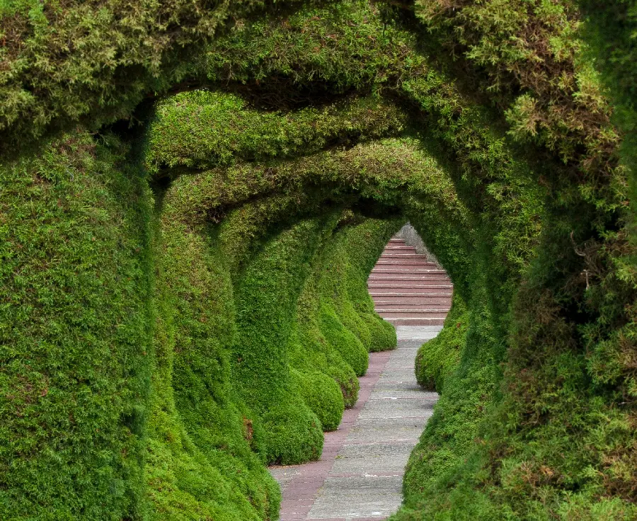 Best Photo of Green Plant Tunnel for Posts and Stories