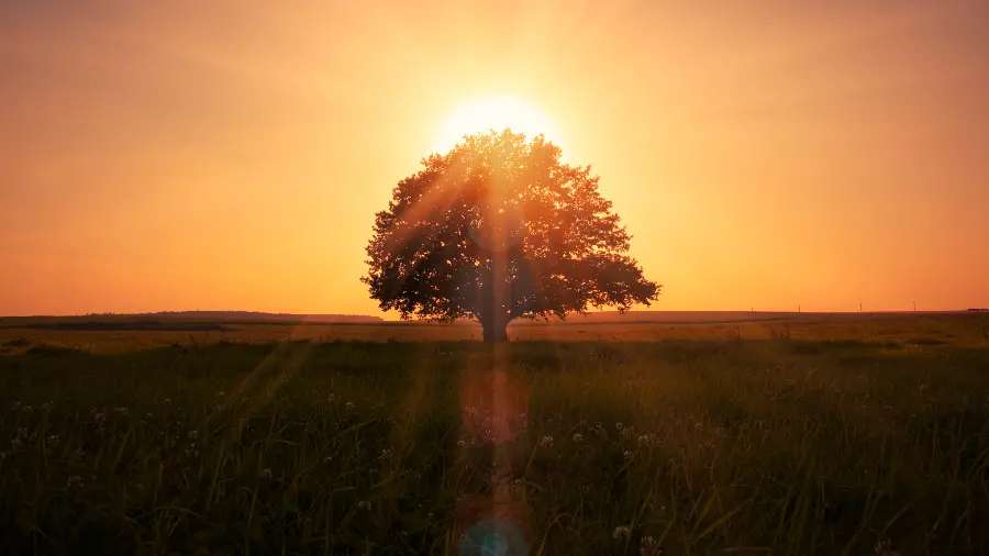 The famous profile of a single lonely tree at sunset in 8k quality