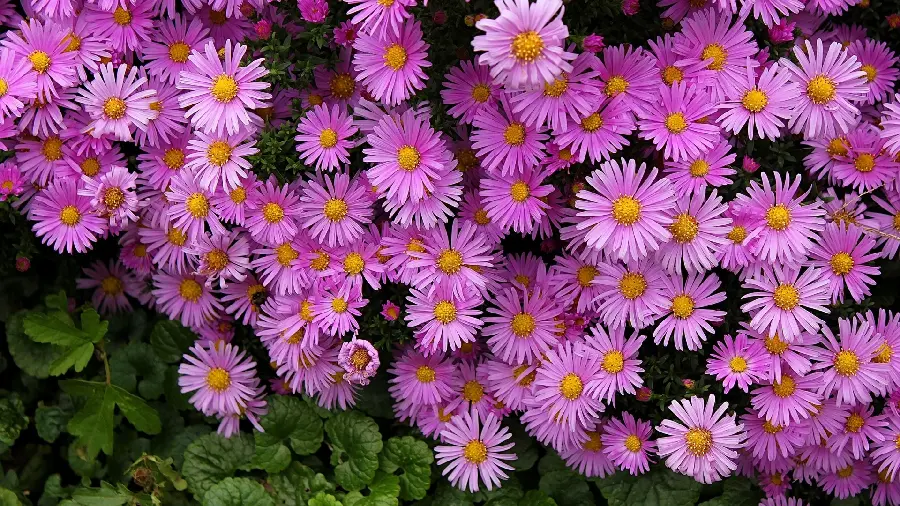 Purple flowers photo for computer wallpaper