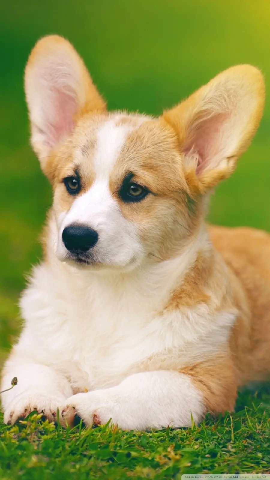Download HD Image of Beautiful Dog with Interesting Big Ears