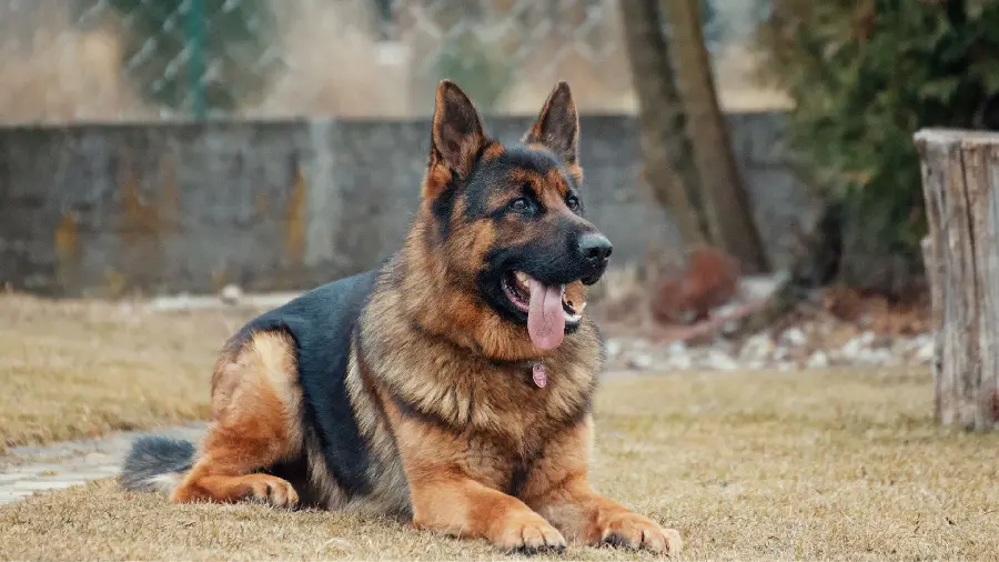 Photo of a police dog Rex