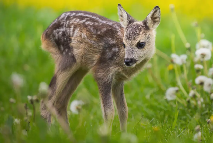 Dreamy photo of cute baby deer in spring nature with quality hd