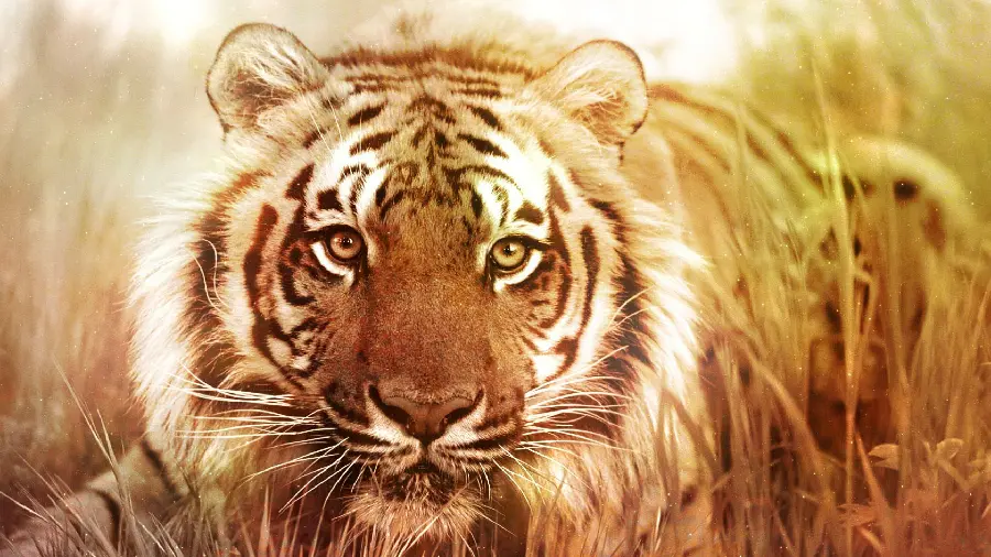 Beautiful Tiger 8K Background
