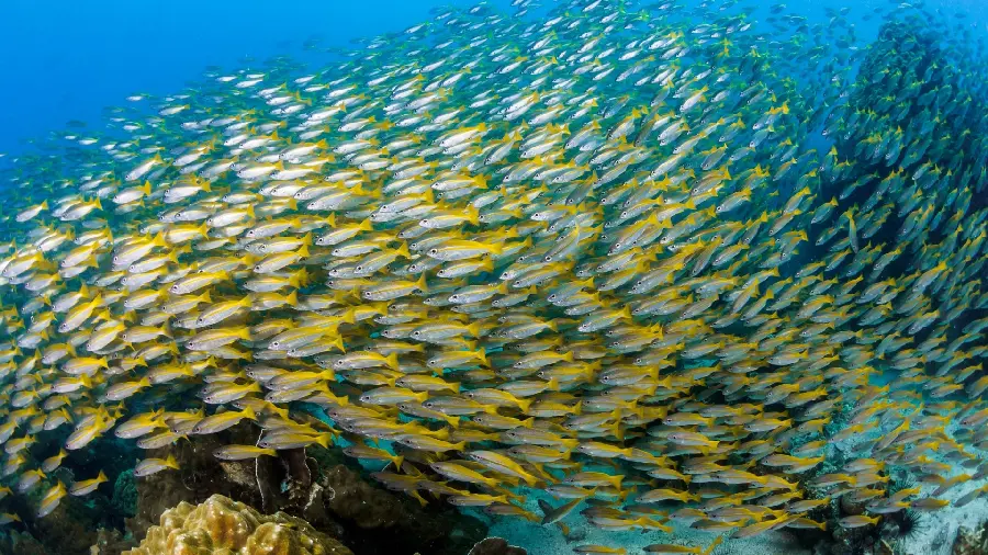 Fish schooling in the ocean in 4k view
