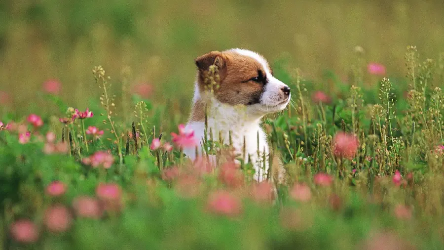 Popular dog breed wallpaper in nature for desktop