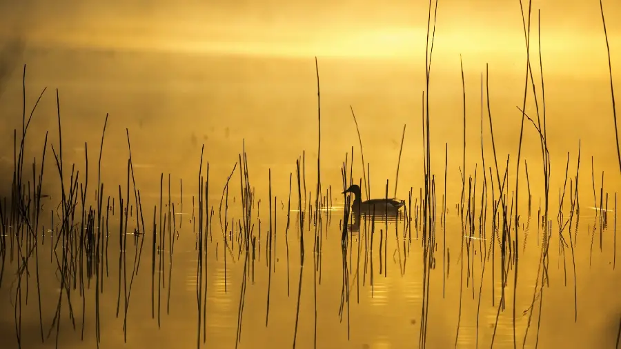 Beautiful and lovely duck photo in the heart of nature with 4k quality