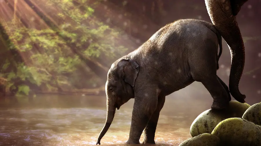 Ultra HD 3840 x 2160 Photo of a Beautiful Baby Elephant as a Background