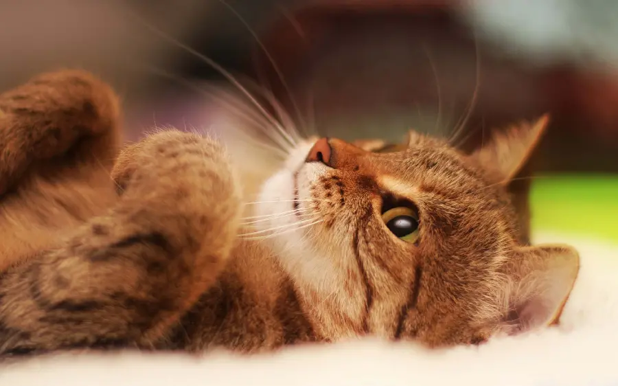 Latest 8K quality lying little cat photo 