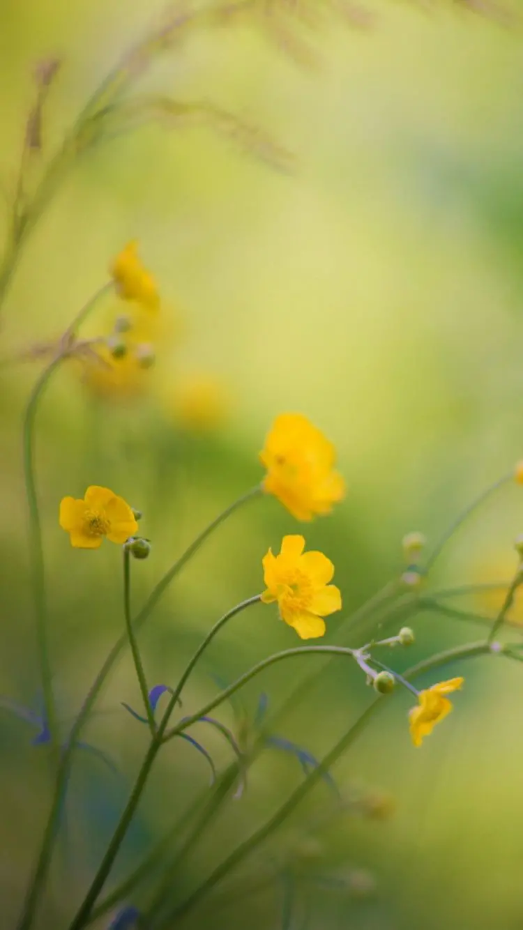 Full HD art photo with yellow spring flower design for post